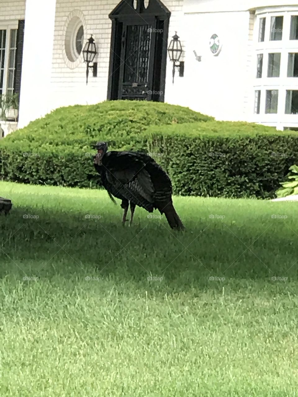 Turkey in the yard 