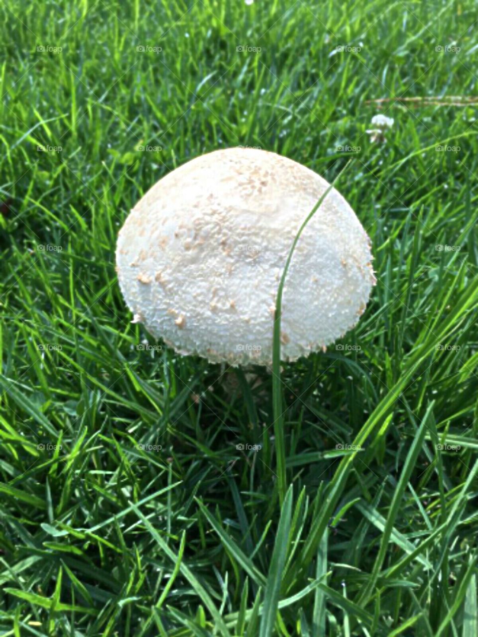 Mushroom