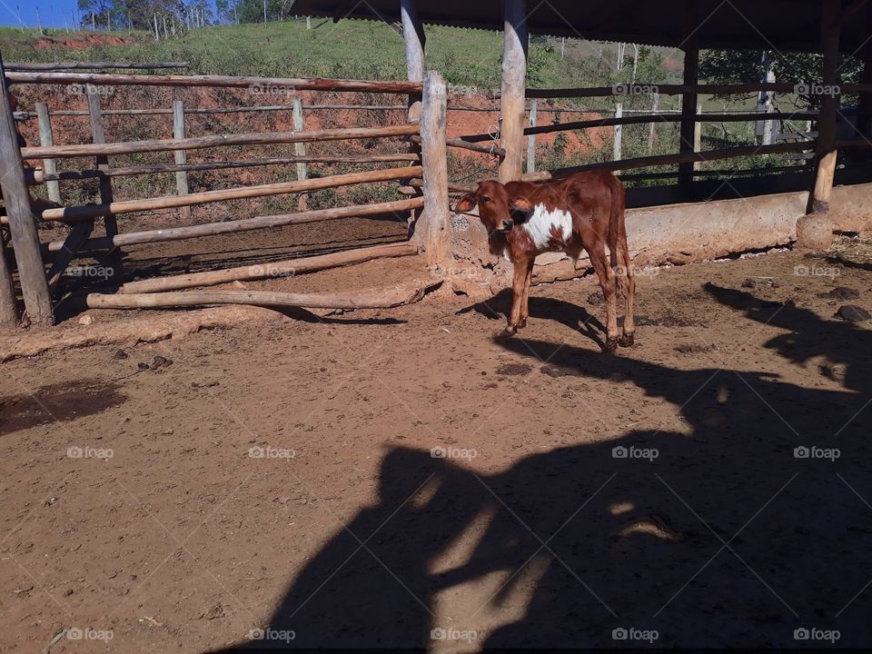 Cow calves on the farm in the interior of Minas Gerais