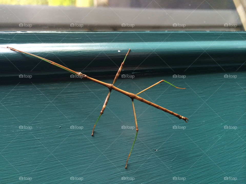 Walking Stick