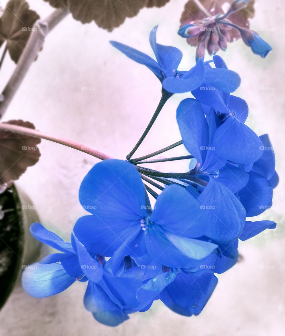 blue pelargonium, unusual pelargonium!