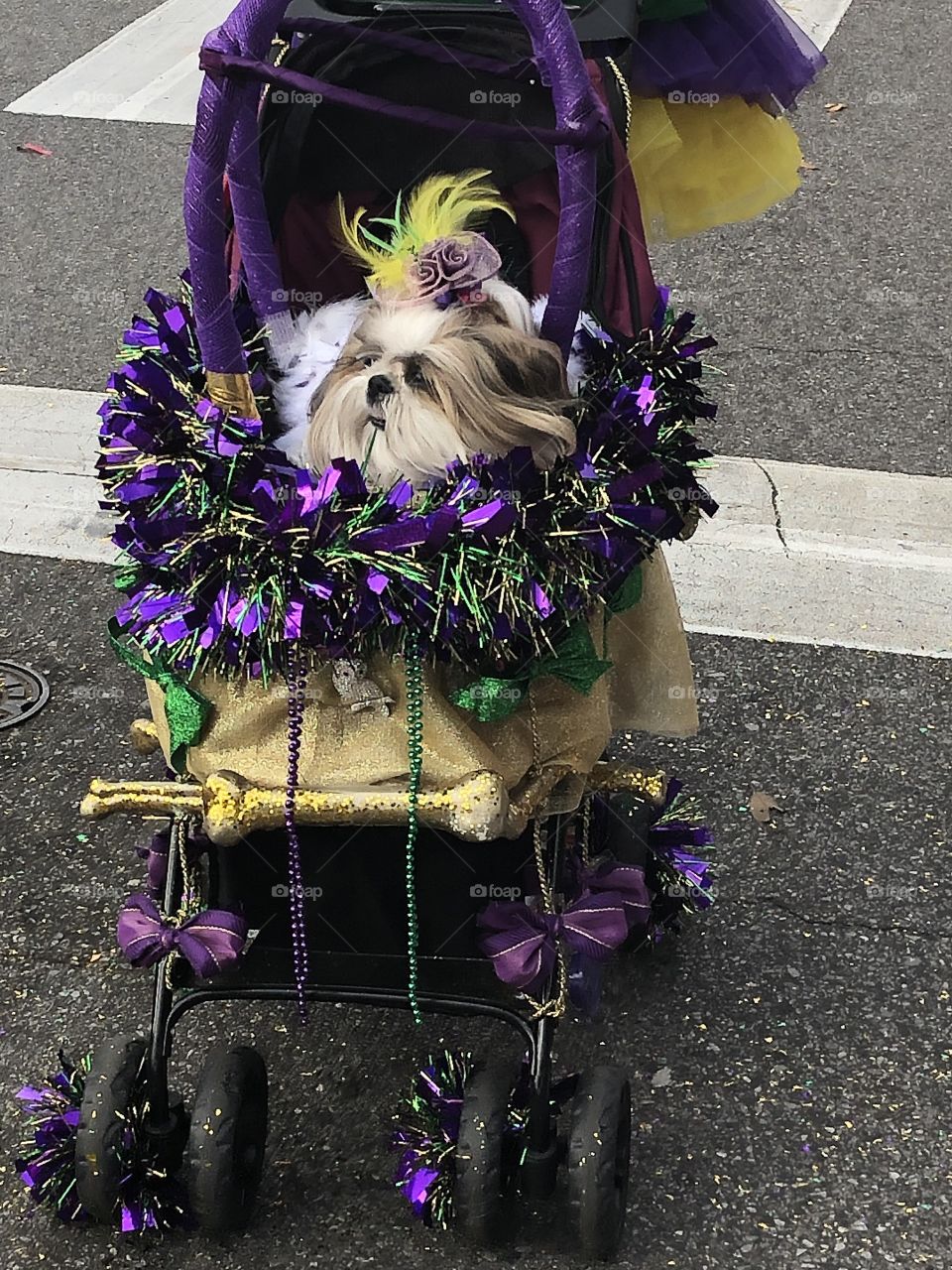 Cute doggy in stroller at parade 