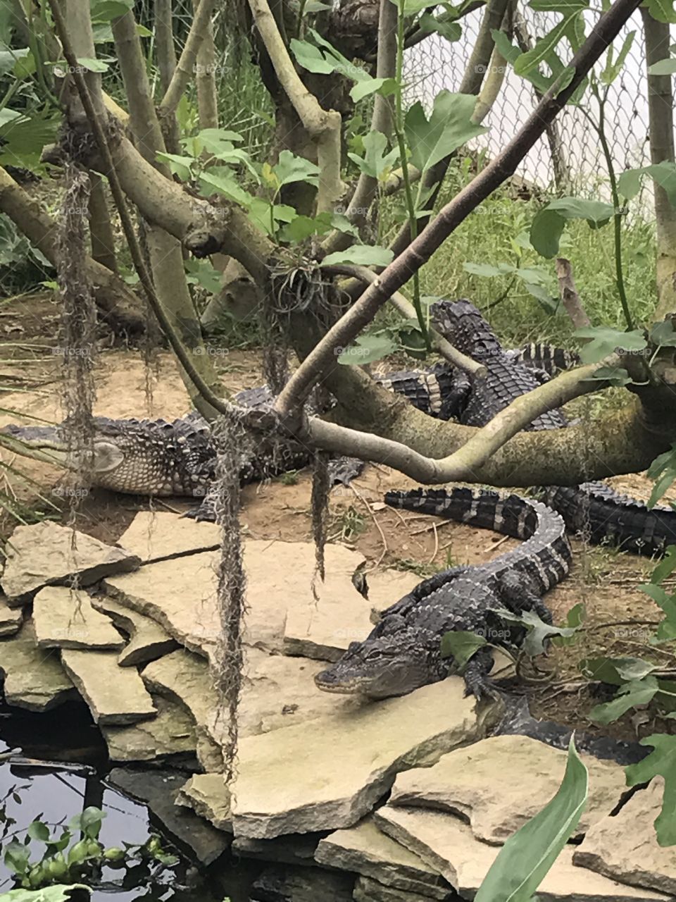 Delaware alligators 3 palms zoo