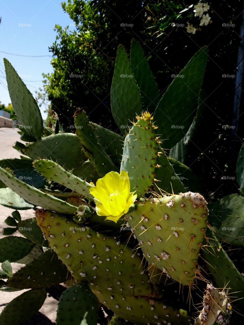 Flowering Cactus