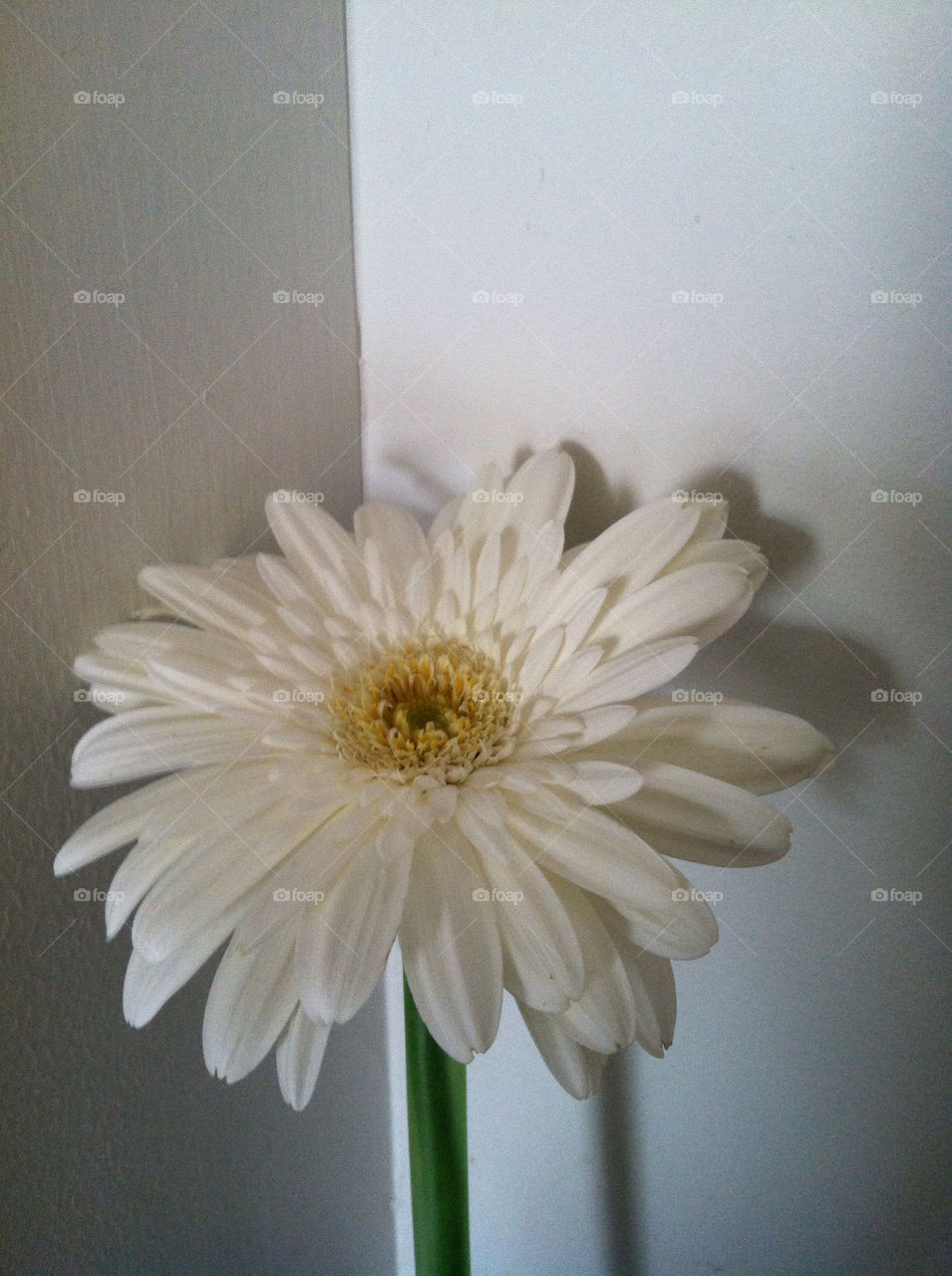 flower white fresh daisy by snapd
