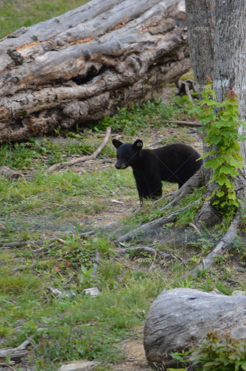 Baby Black Bear Cub