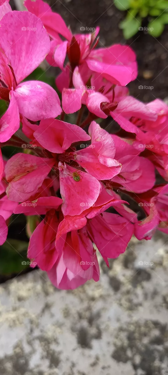 Bright flower