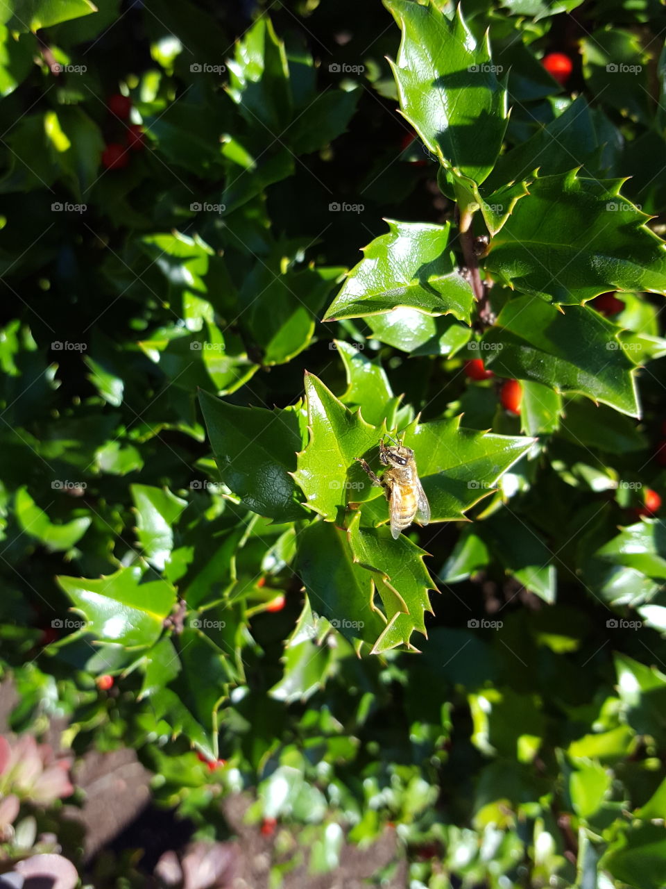 bee on green leaf