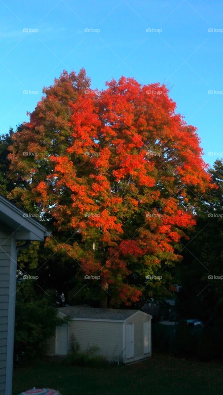 Bright red autumn foliage on a single tree.