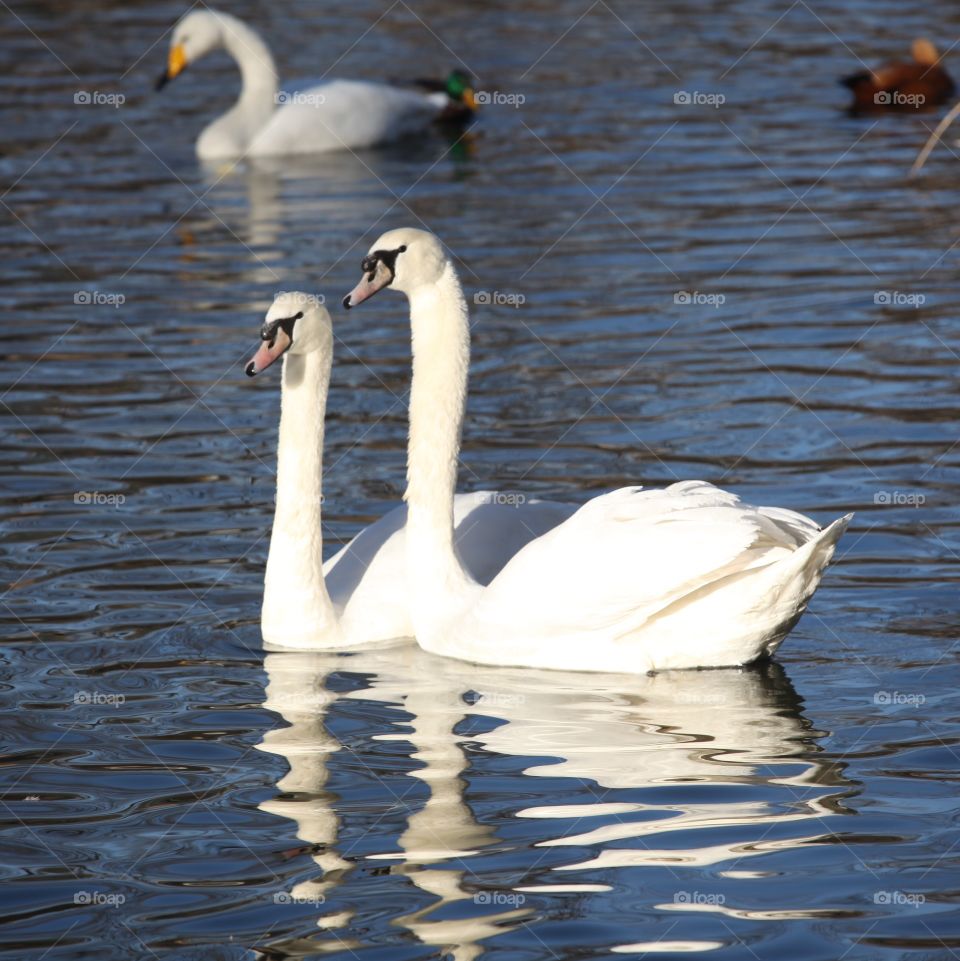 Two swans in love