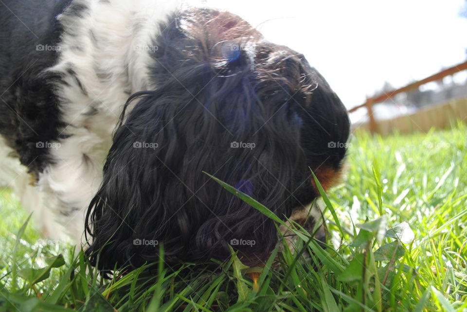 Walter the dog sniffs the grass