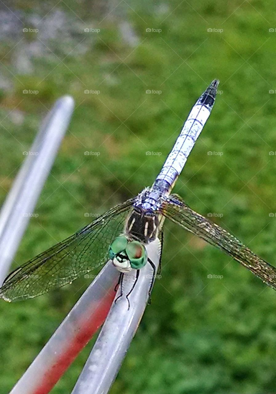 Green-eyed dragonfly