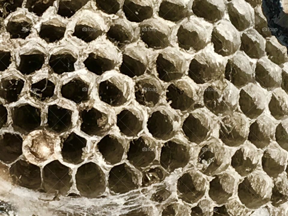 Wasp nest 