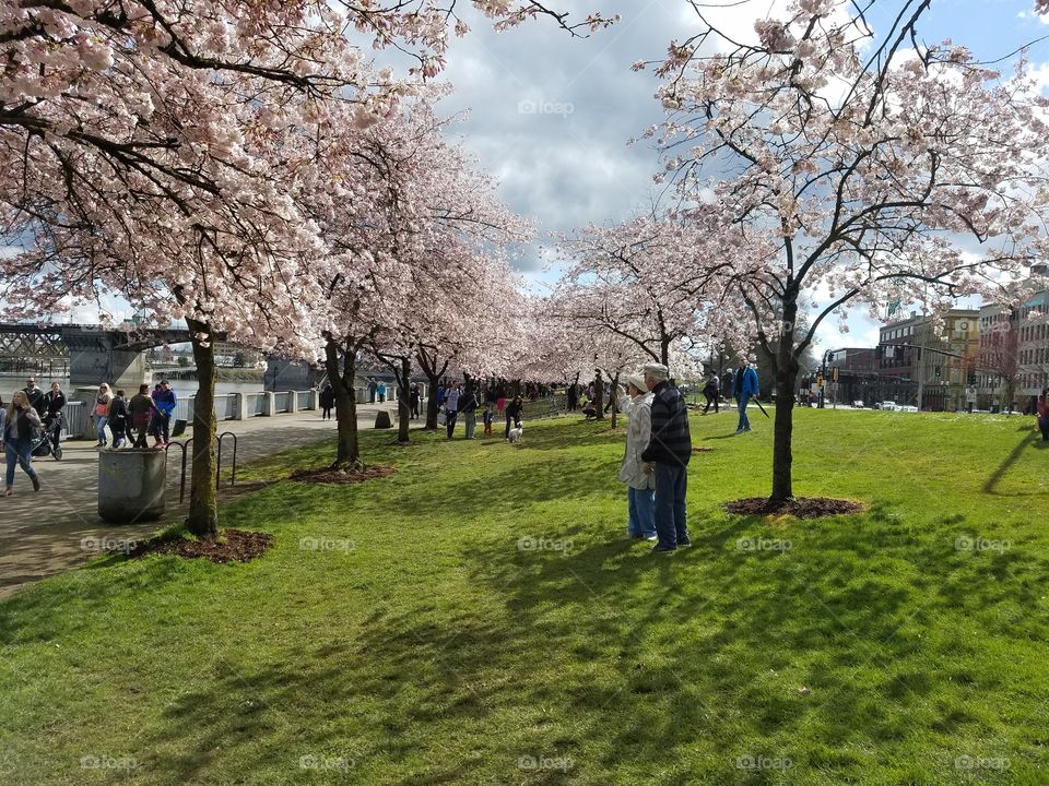 cherry blossoms in Portland