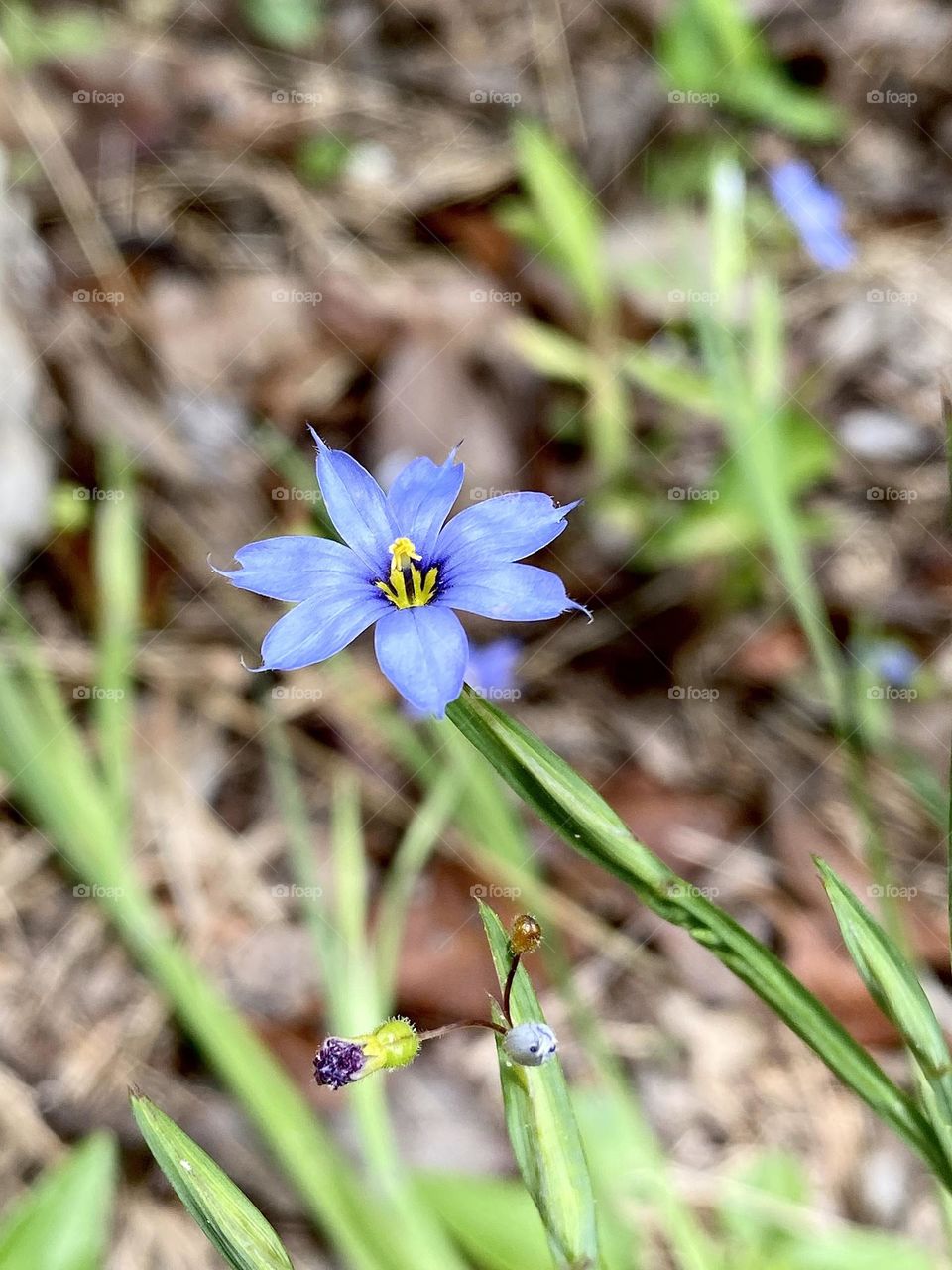 A tiny blue eyed grass flower