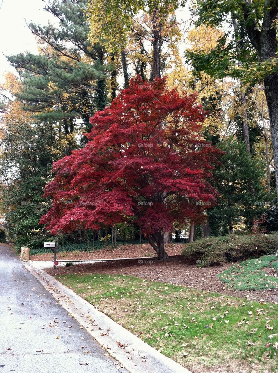 Red tree during the fall.