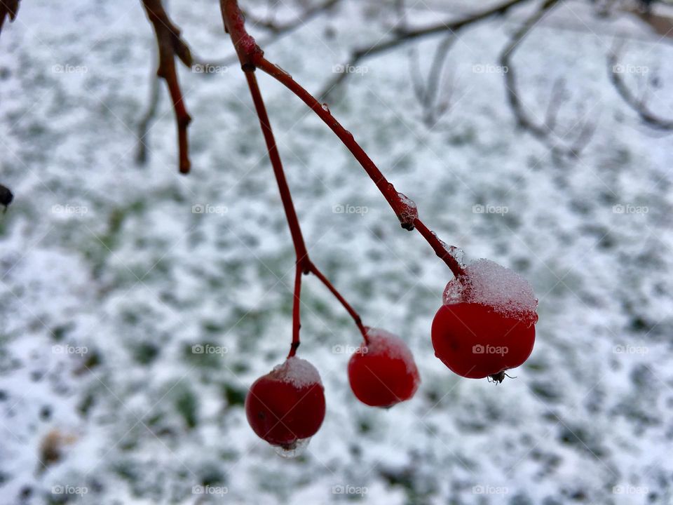 Red berries 