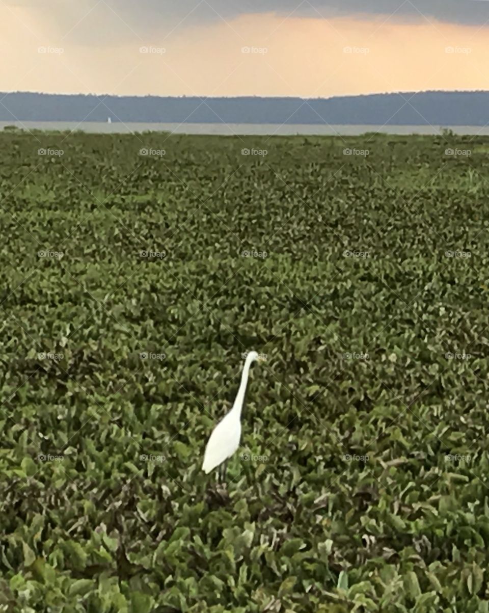 Heron on hyacinths 