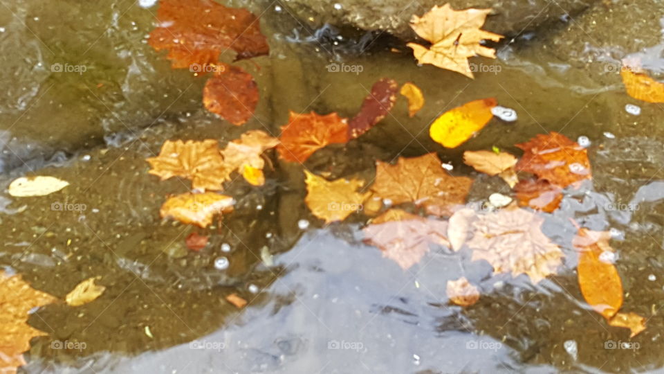 leaves on water in fall
