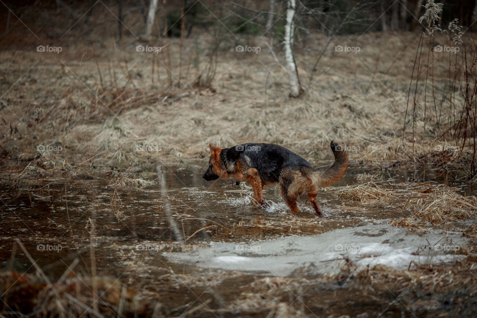 German shepherd young male dog walking outdoor at spring day