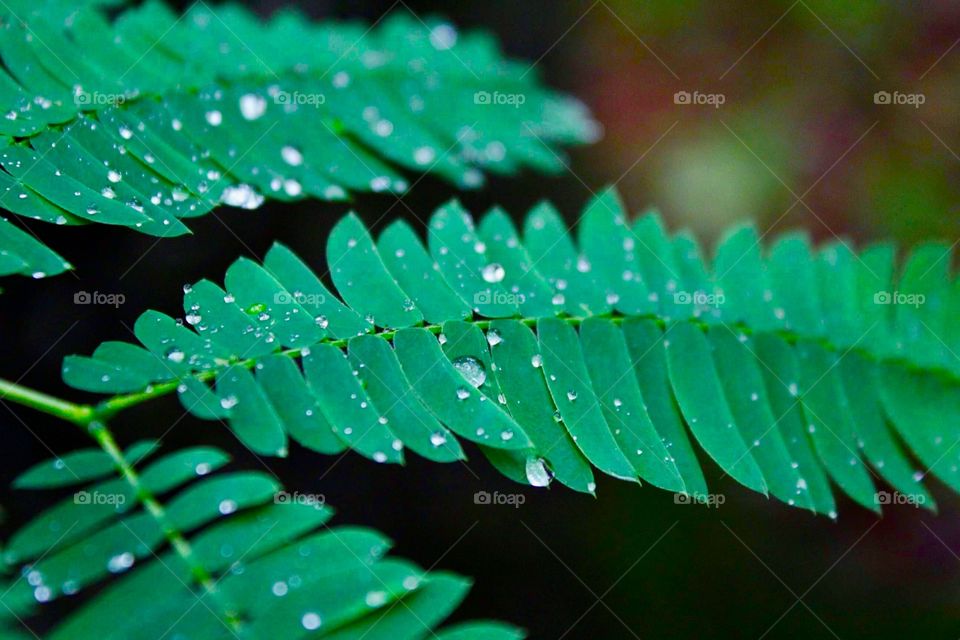 Droplets on a fern