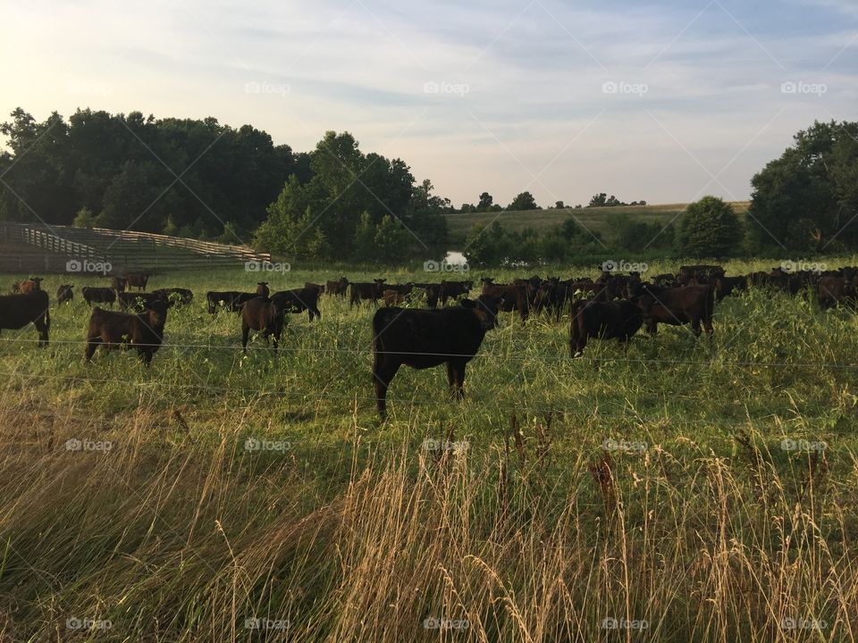 Calling the cows home