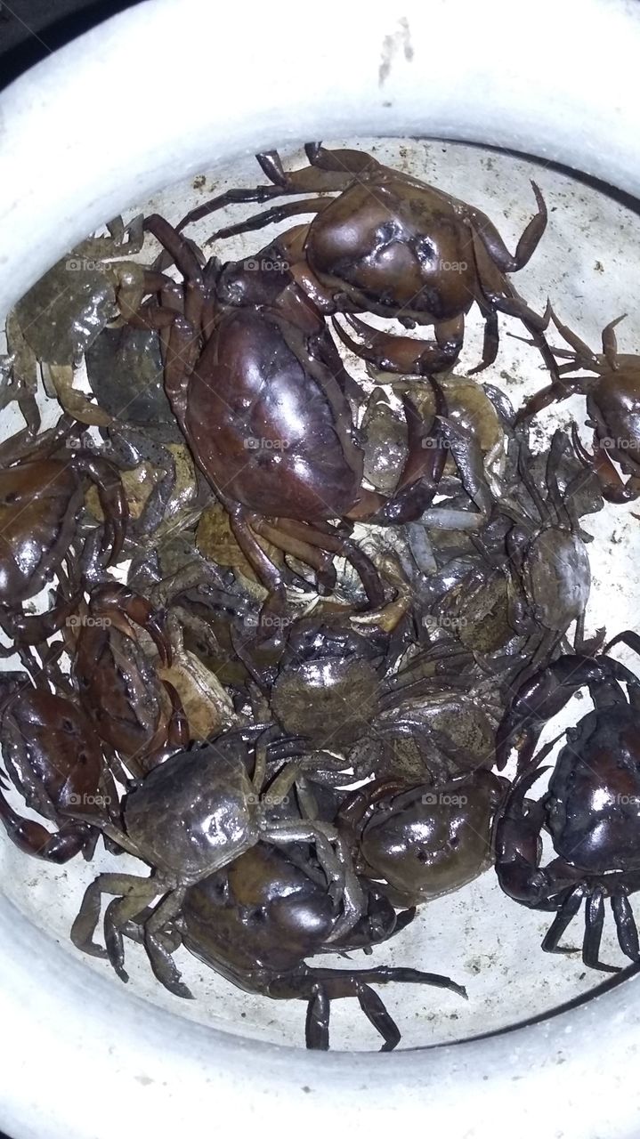 kakda. Bangladeshi traditional food..