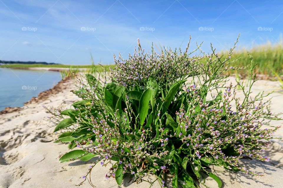 Beach  grass 