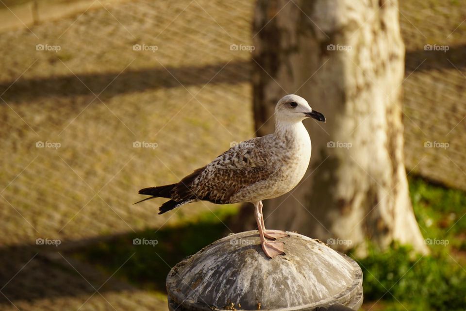 Seagull I'm beautiful showing all its beauty.