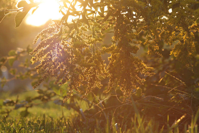 Yellow flowers sunset