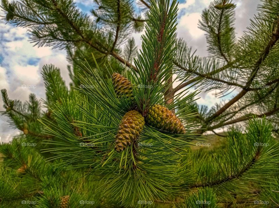 Three cones on a branch of a fir tree.