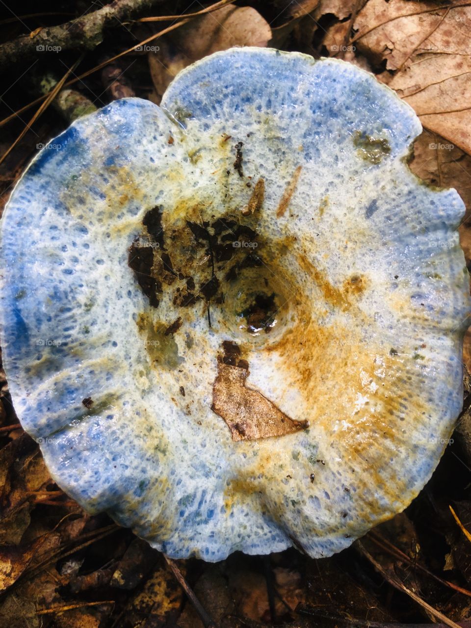 Full frame closeup of Indigo milk cap 