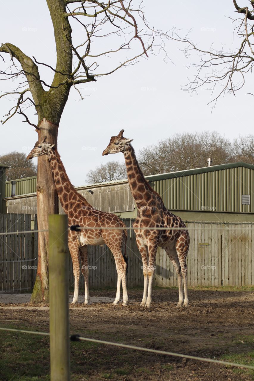 Two giraffes 