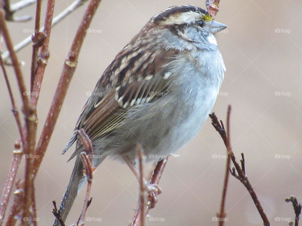 Sparrow