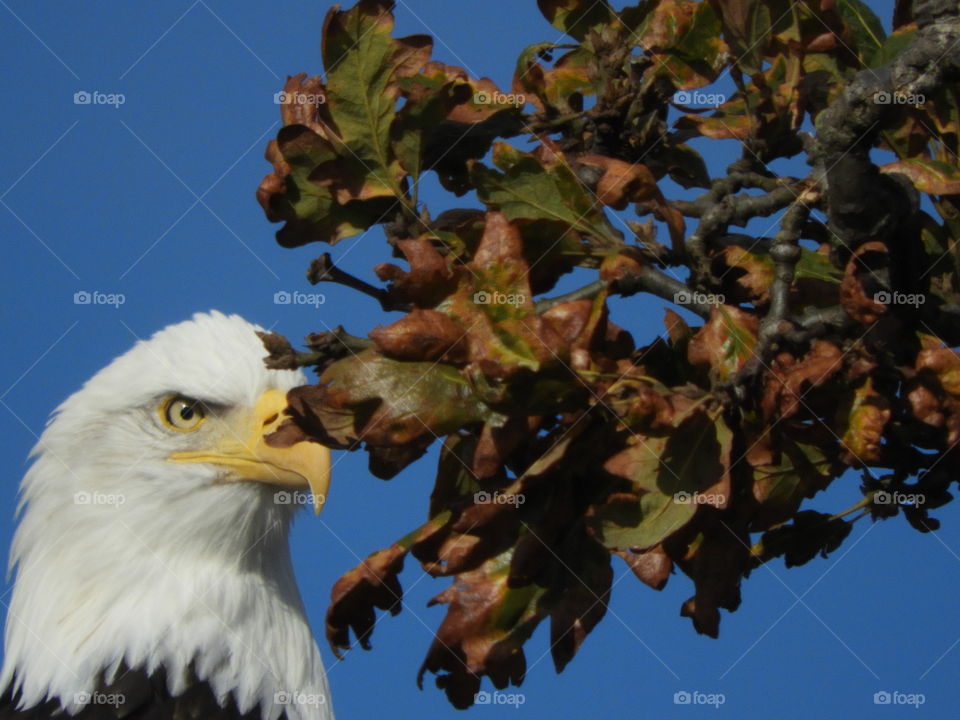 closeup of eagle by bush with sky in background