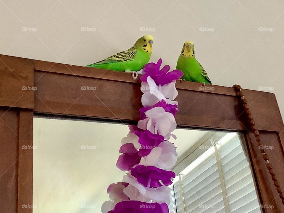 On top of the mirror  Kiwi and Coco 