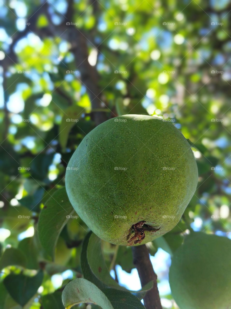 Lonely pear waiting to turn yellow