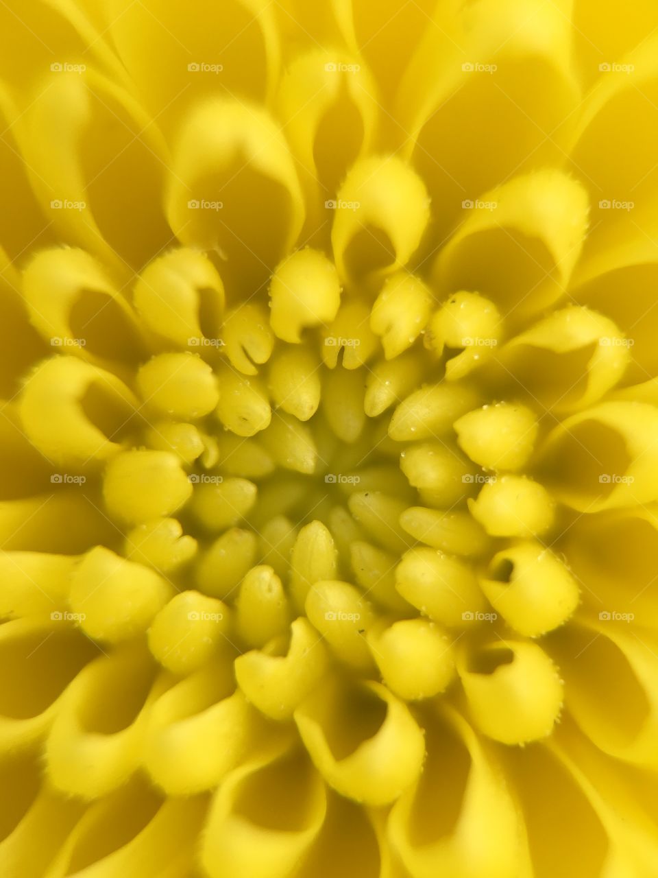 Extreme close-up of flower