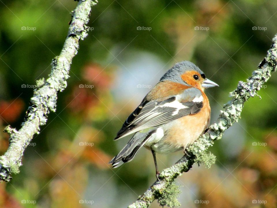 chaffinch blending in with the background