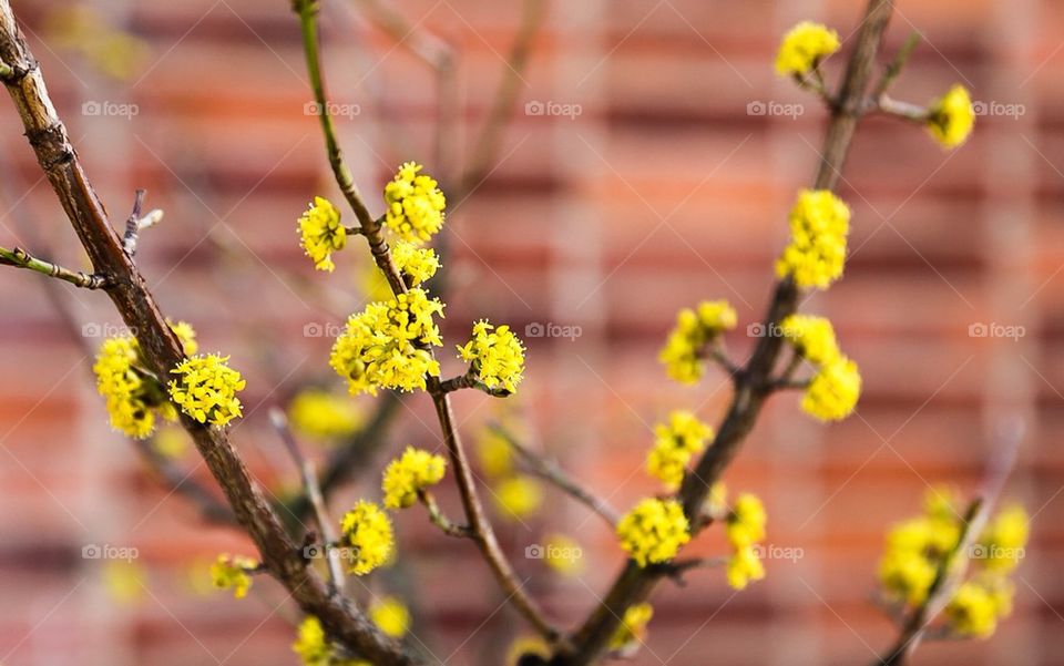 Yellow flowers