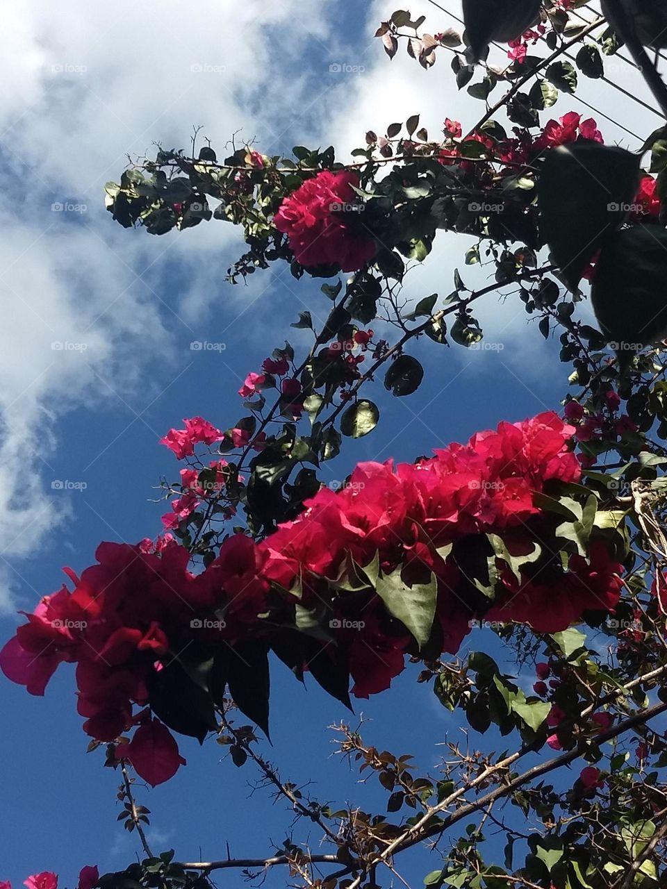 pink bougainvilles and clouds and blue sky