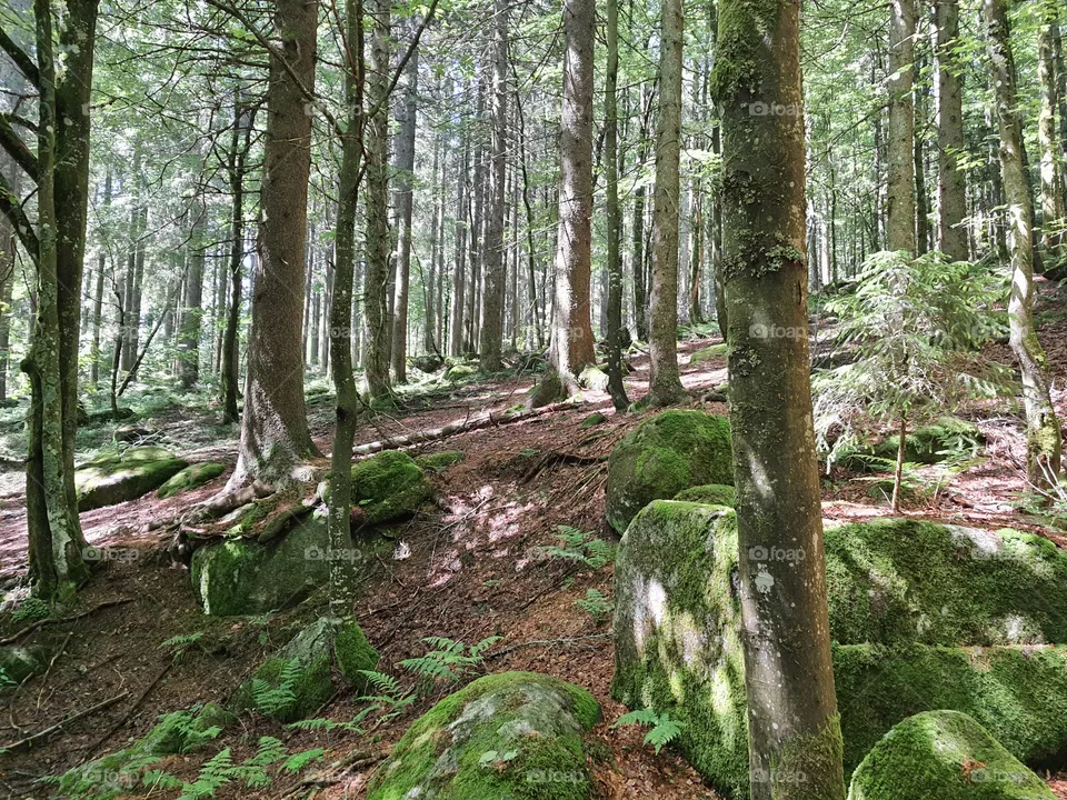 Forrest and stones