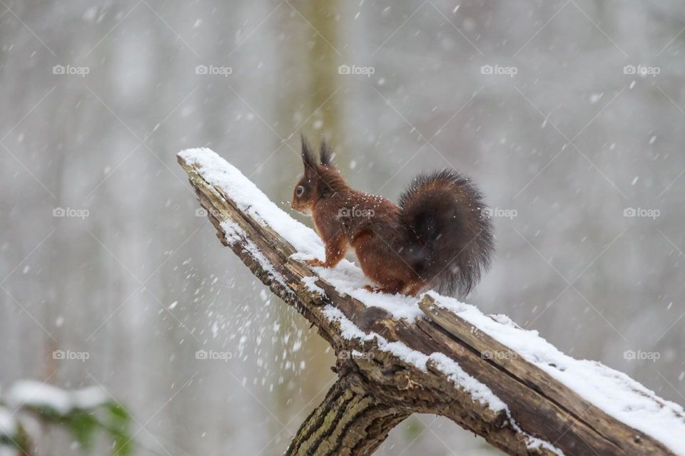Squirrel in the snow in a forest