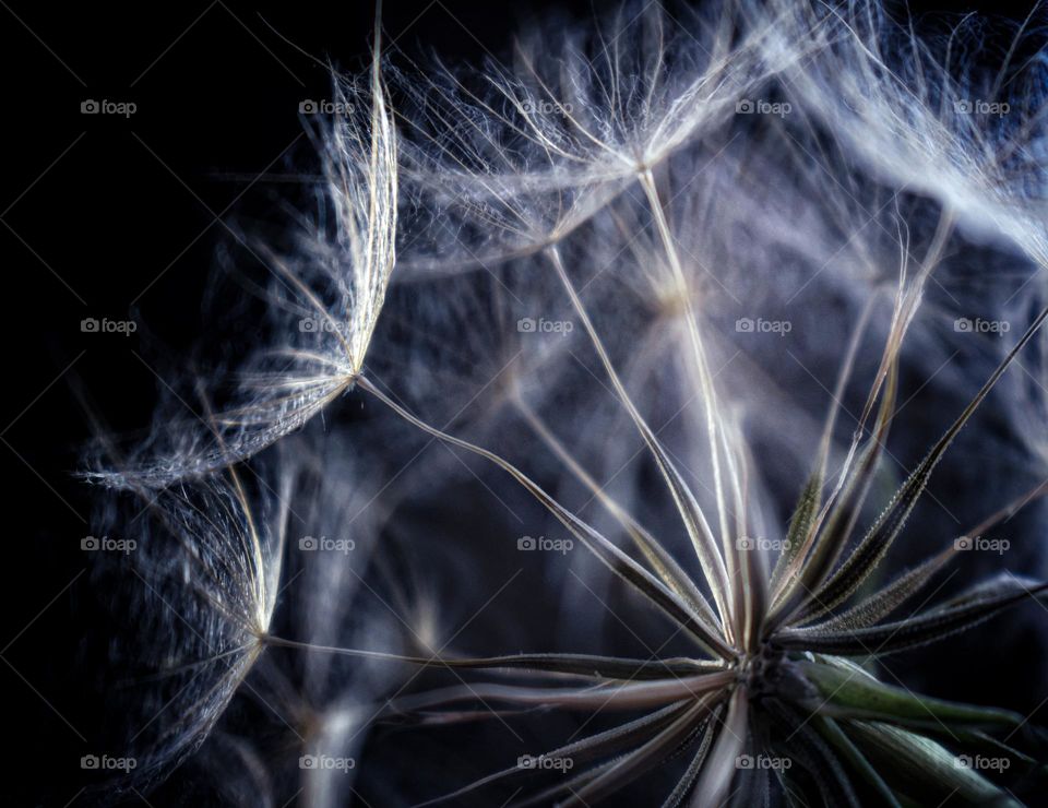 closeup of dandelion flower
