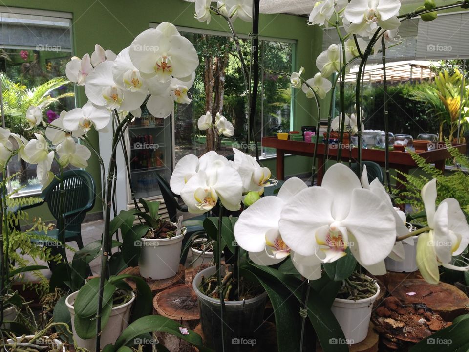 Orchid store