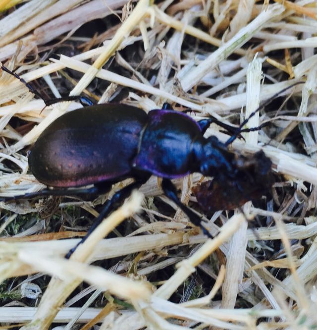 Busy Beetle