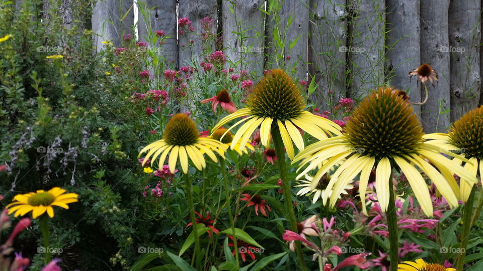 Wildflowers against a wood fence 