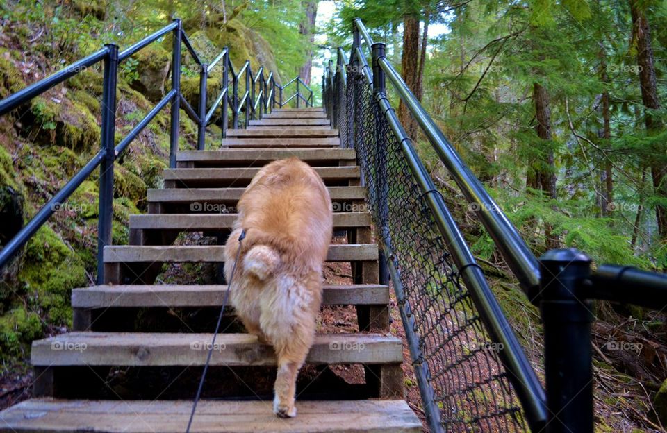 Ginger going up the stairs