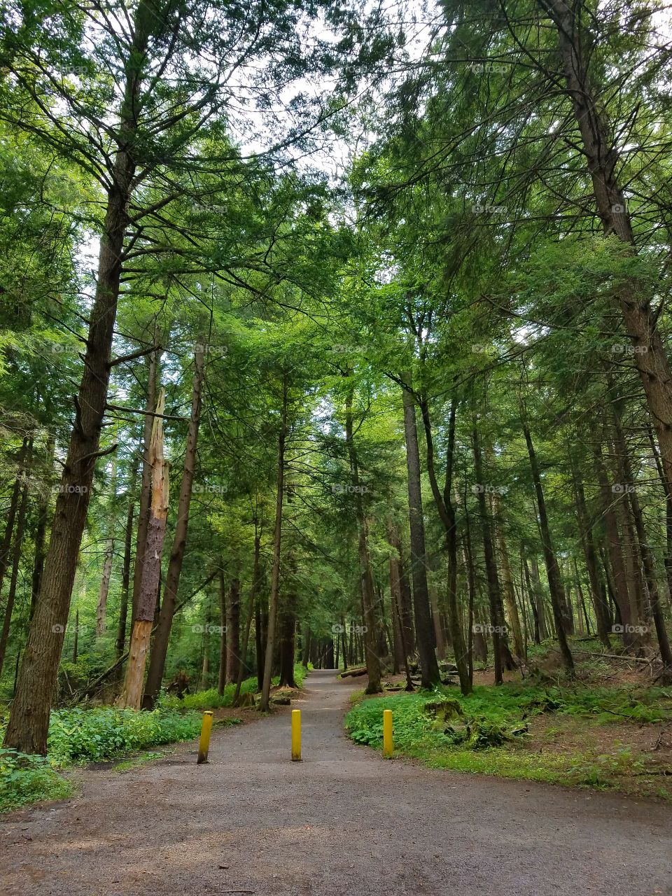 Muddy Creek Falls woods