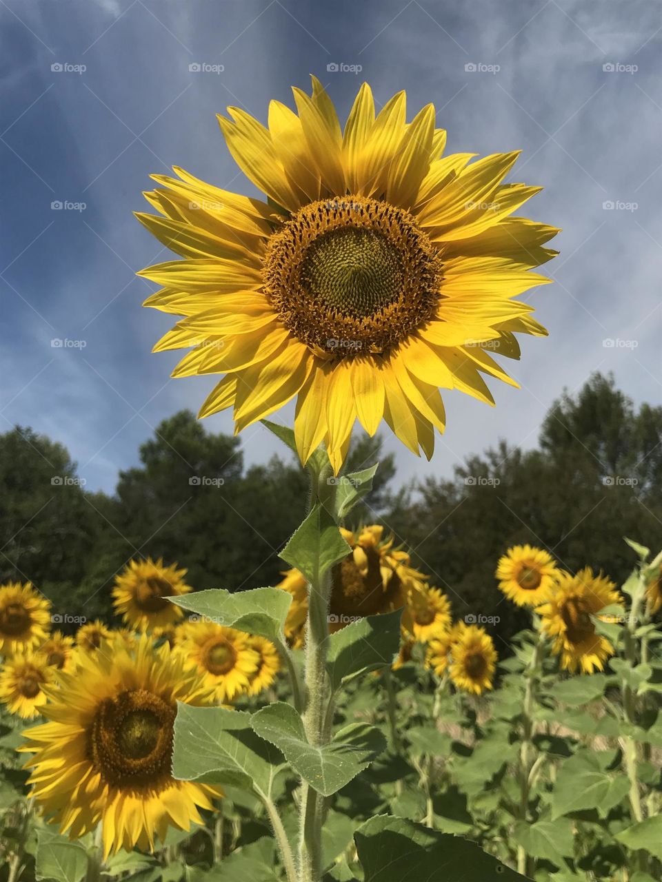 Sunflower in Provence 